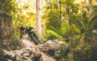 A photo of two people riding mountain bikes in a forest setting